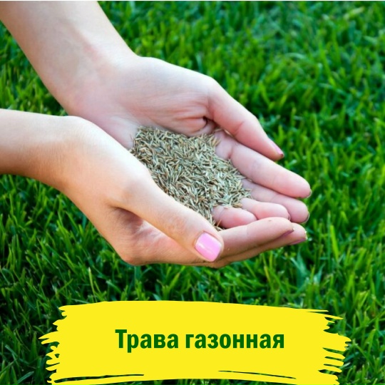Трава газонная
